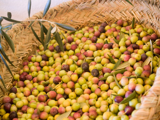 Ex.V.オリーブオイル コルネスエロ