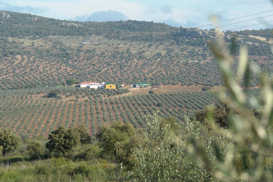 Ex.V.オリーブオイル 黒ラベル